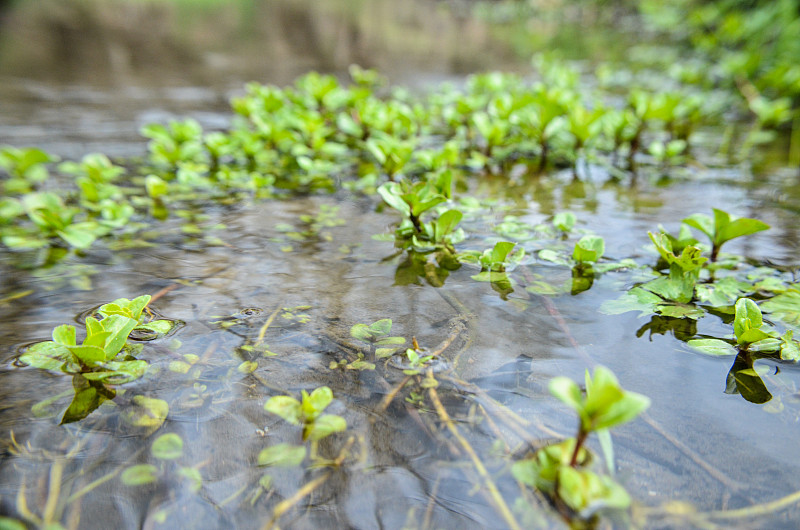 把海草放在河里