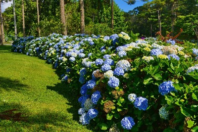 景观与绣球花