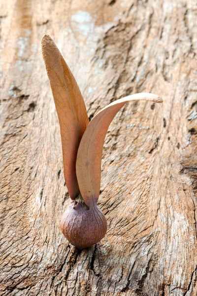 Dipterocarpus seed