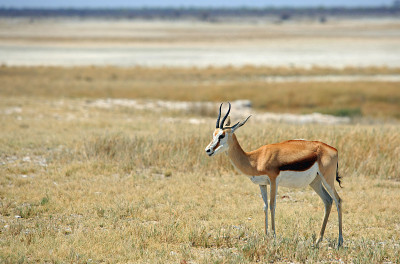 孤独的黑脸黑斑羚站在Etosha Pan，纳米比亚