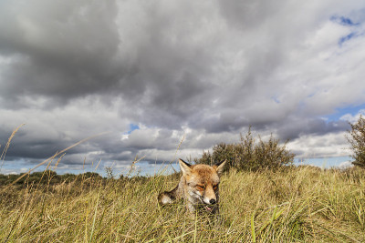你们;红狐狸;vulpes vulpes