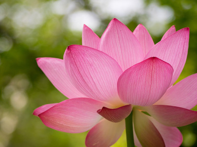 莲花