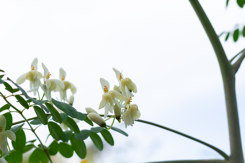 辣木上的花。