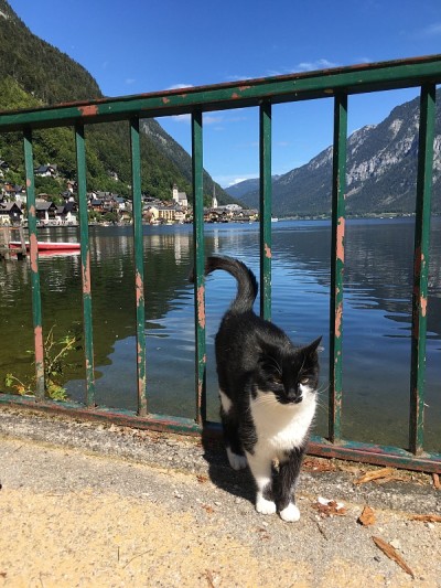 奥地利哈尔斯塔特市的猫