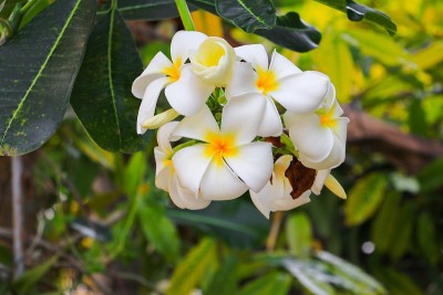鸡蛋花花白花上树(俗称鸡蛋花科、鸡蛋花、槐树、寺树)
