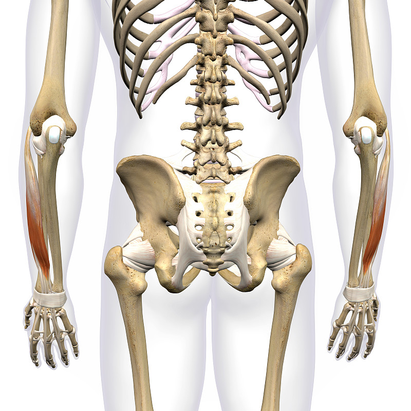 男性人体骨骼上分离的小臂指伸肌，白底3D渲染