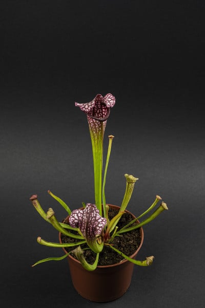 荷叶Sarracenia leucophyl花盆，黑色背景，俯视图