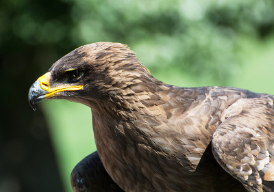 褐鹰(Aquila rapax)