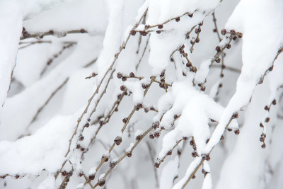 树枝在雪地里。一堆堆的雪。