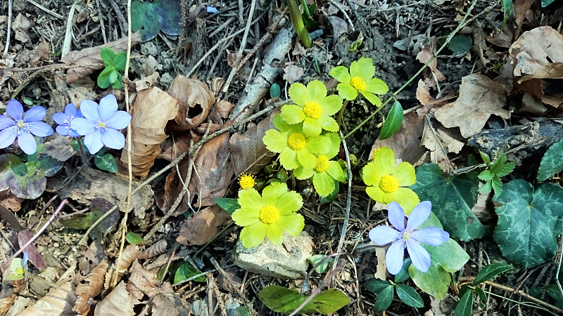 银莲花绿花和海葵