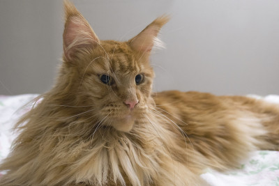一幅年轻的大红色大理石缅因猫的肖像躺在铺着花的白色毯子上。红色的毛茸茸的猫