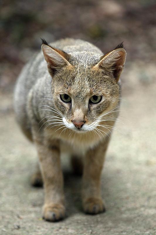 丛林猫，野猫，成年