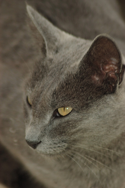 猫