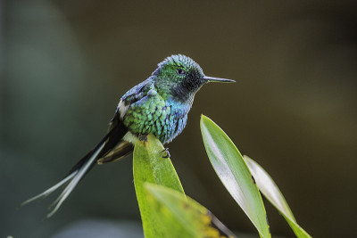 绿刺尾蜂(dissura conversii)是一种小型蜂鸟，从哥斯达黎加到厄瓜多尔西部是当地的饲养