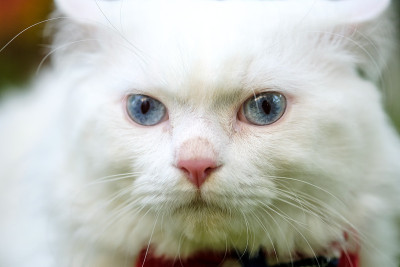 白色的波斯猫