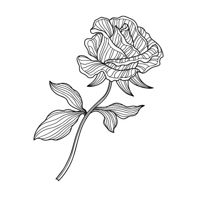 玫瑰花孤立在白色。手绘线向量