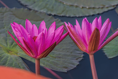 莲花