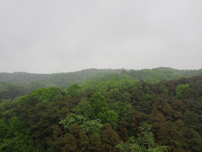 阴天，森林景观