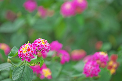 卡马拉Lantana