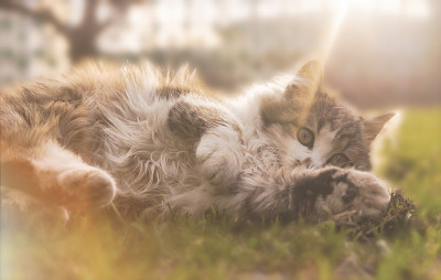 毛茸茸的小花猫在春天早晨阳光明媚的花园里玩耍