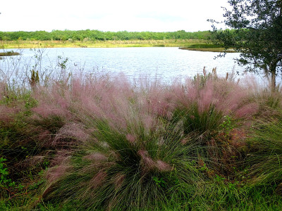 Muhly Grass (Muhlenbergia毛细血管)