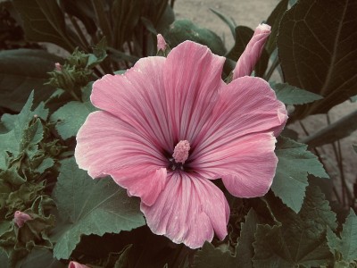 天鹅绒芙蓉
