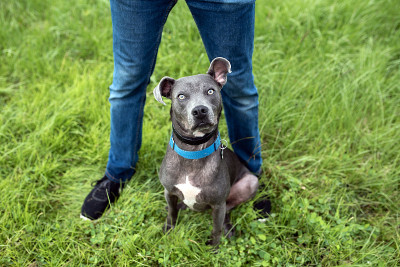 比特斗牛梗混血犬