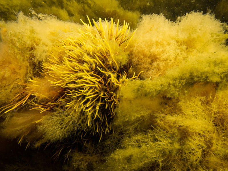 厄勒海峡健康的海洋生物。寒冷的北欧水。黄色的海藻