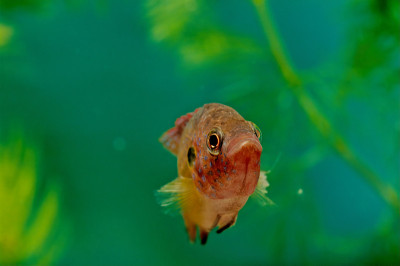 lifalili Hemichromis lifalili，俗称血红色宝石慈鲷科，是慈鲷科的一种鱼类