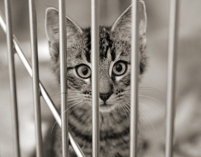 笼子里的小猫