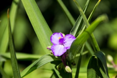 花园里的维吉尼亚蜘蛛草