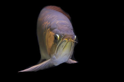 亚洲arowana