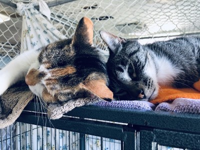 动物收容所的两只猫