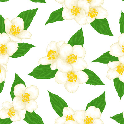 无色图案枝花茉莉花与绿叶卡通水彩画风格孤立在白色的背景。手绘分支花。设计贺卡和请柬。矢量图