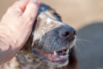 浅焦点的鼻子和成年西班牙猎犬显示他的牙齿和胡须。