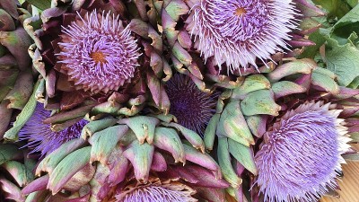 Artichoke purple flowers blooming blossom