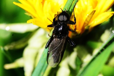 Hawtorn fly-insect