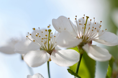 樱花