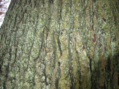 皮尼贝格休闲区2002年10月