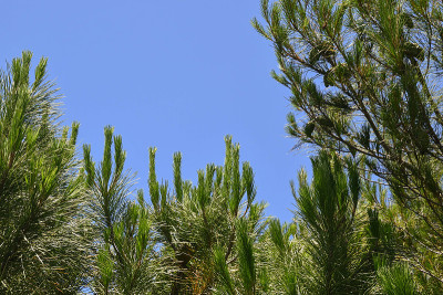 托斯卡纳的夏季，海上松树(Pinus pinaster)顶在晴朗的蓝天下