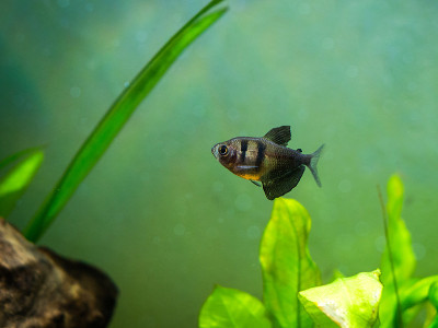 在鱼缸里的黑裙Tetra(裸子草)