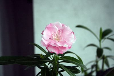 室内夹竹桃花。家工厂。