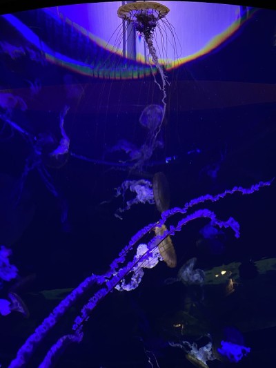 海洋的荣耀