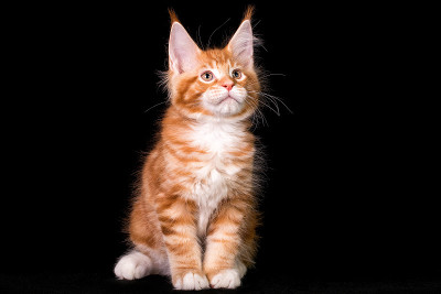 可爱可爱的缅因猫在黑色的背景。