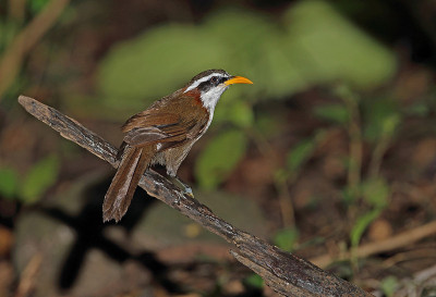 White-browed Scimitar-babbler