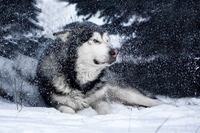 阿拉斯加雪橇犬