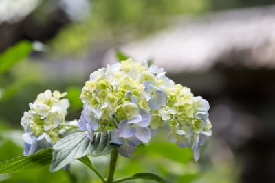 绣球花
