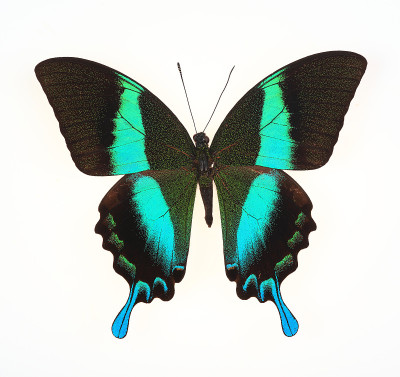 孤立的白蝴蝶(Papilio blumei)