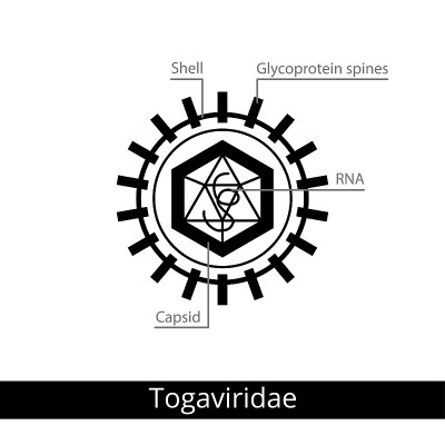 Togaviridae。分类的病毒。
