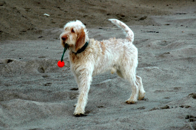 Spinone 狗